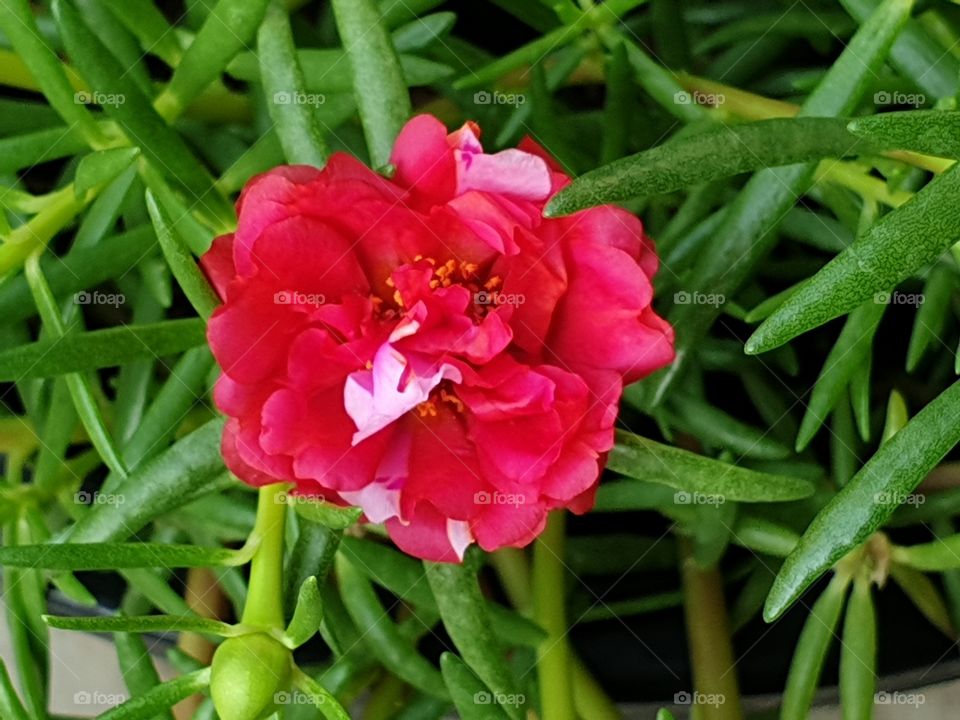 beautiful flowers in my garden