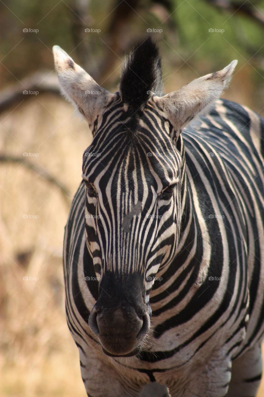 beautiful Zebra in the morning sun.