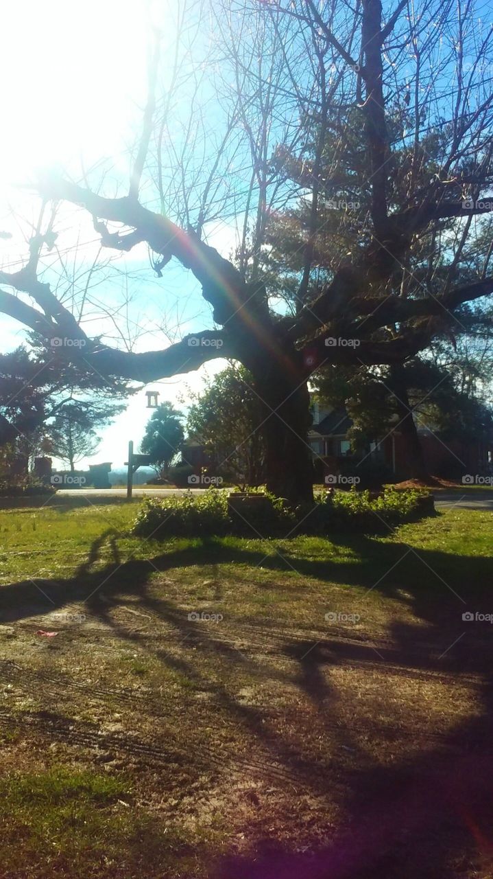 I was in the moment when the sun hit the ground in from of this beautiful tree