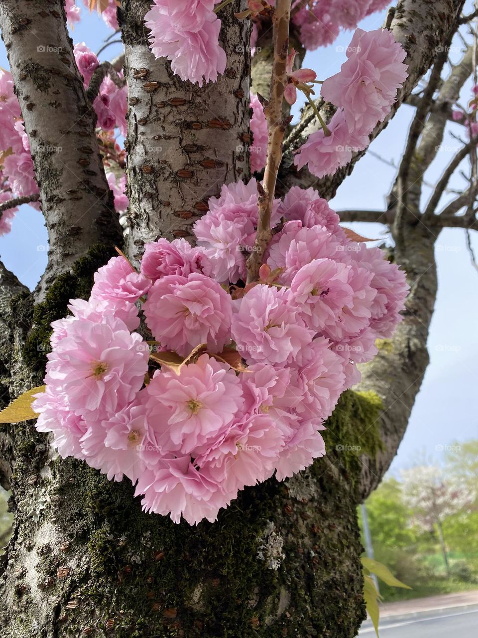 Cherry blossom bloom closeup 