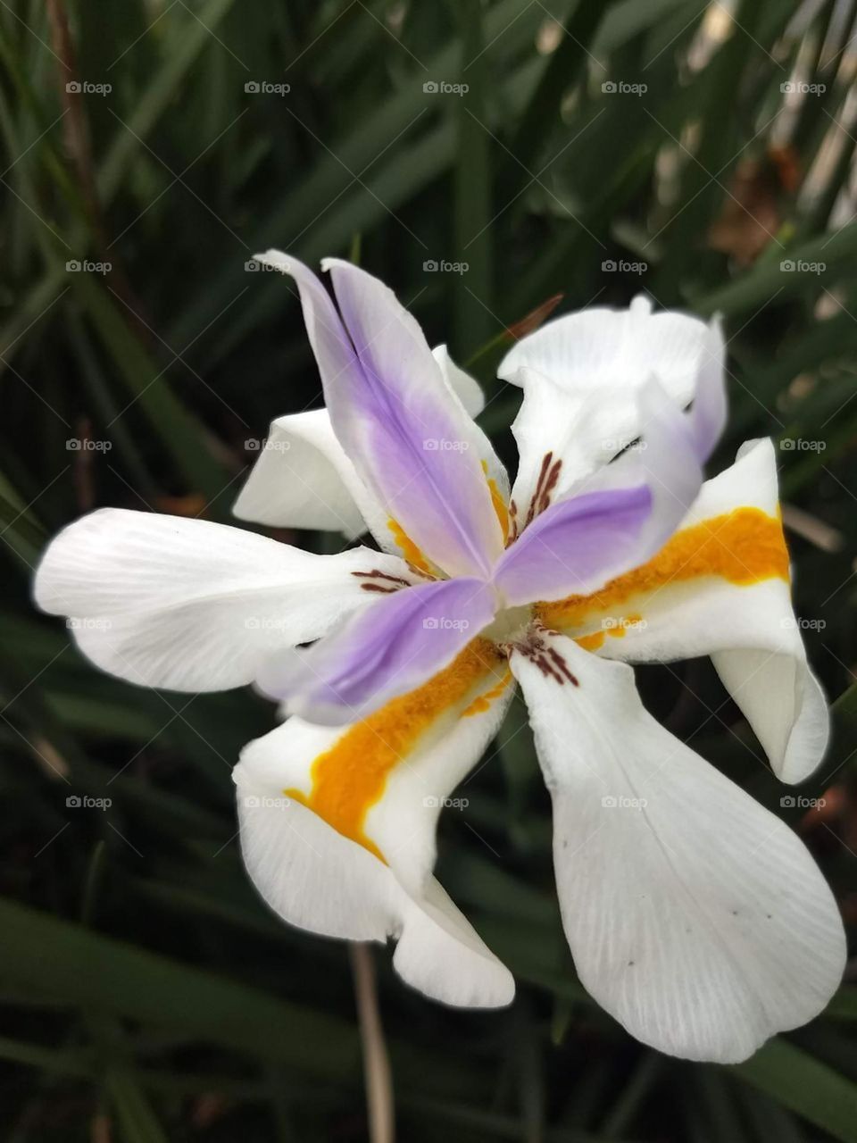white iris, violet and orange details