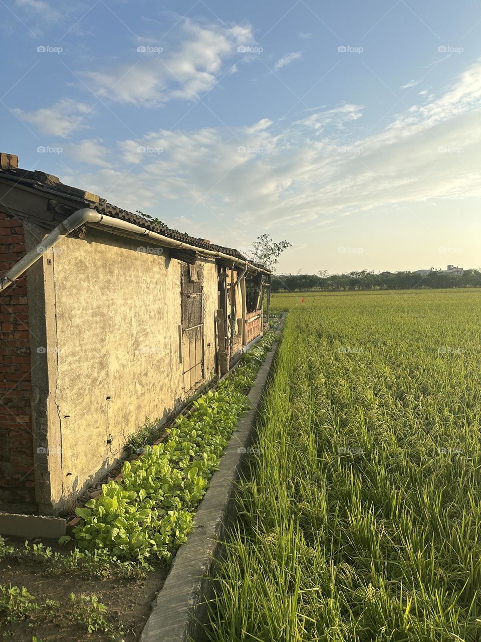 Old house in the field