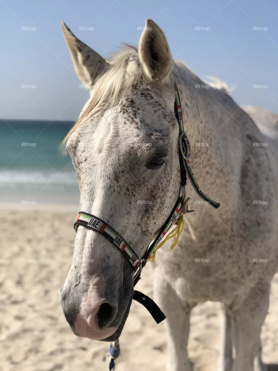 White horse