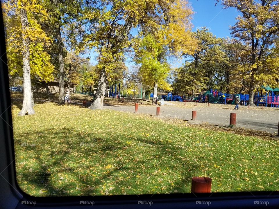 Tree, Park, Fall, Landscape, Leaf