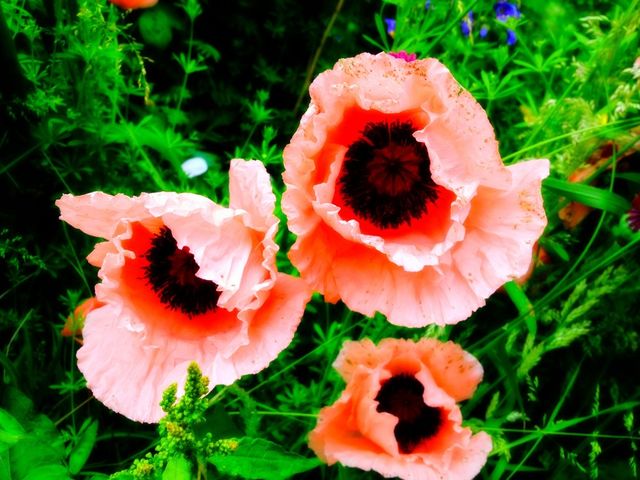 Pink poppies in summer