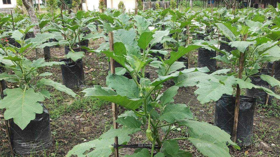 egg fruit at black polybag