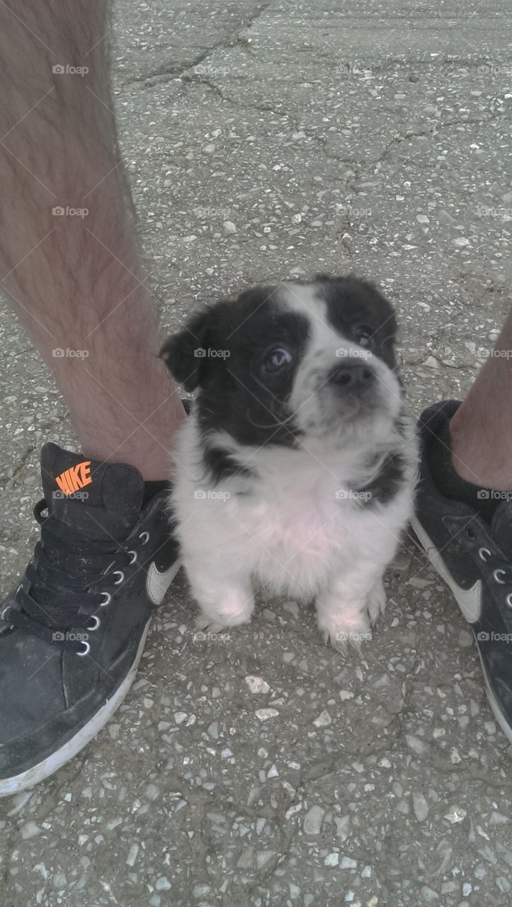 Cutest puppy was afraid of his first walk