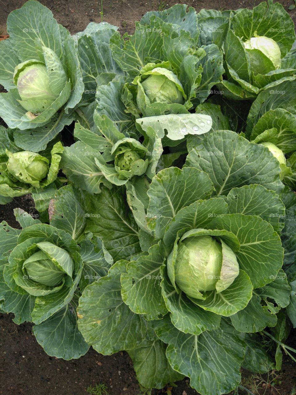 green cabbage growing in the garden top view summer time