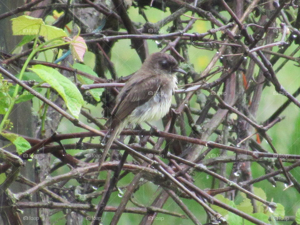 Bird, Wildlife, No Person, Outdoors, Nature