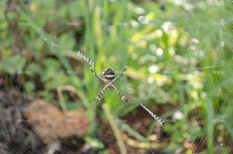 Spider On Web