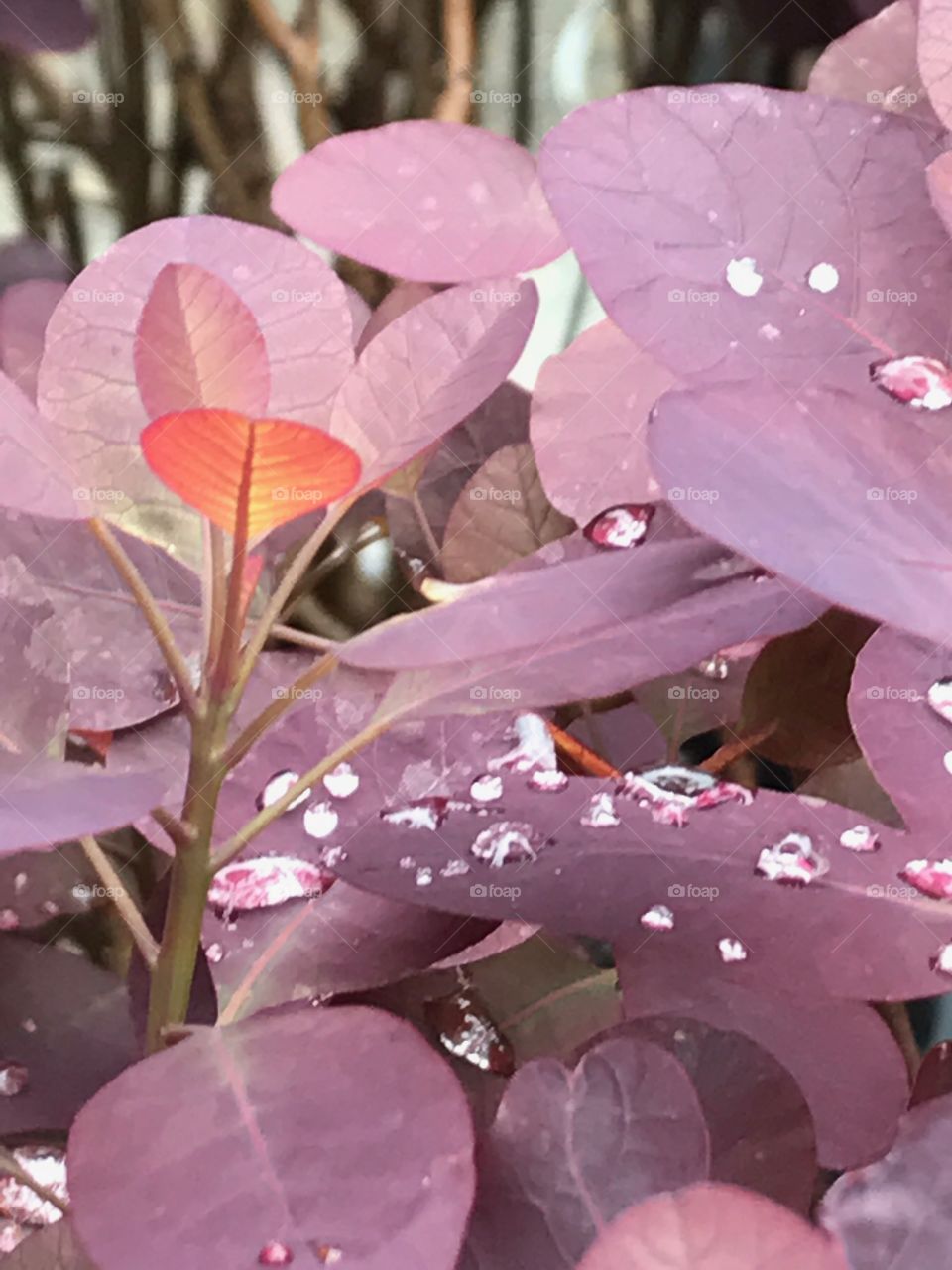 Purple rain 