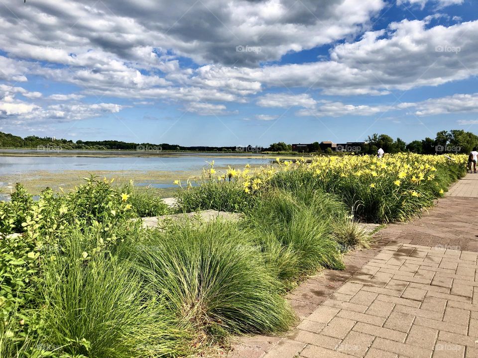 Beautiful August day port perry Ontario , beautiful cloud colour and pattern over the water with some green plants and yellow flowers below 