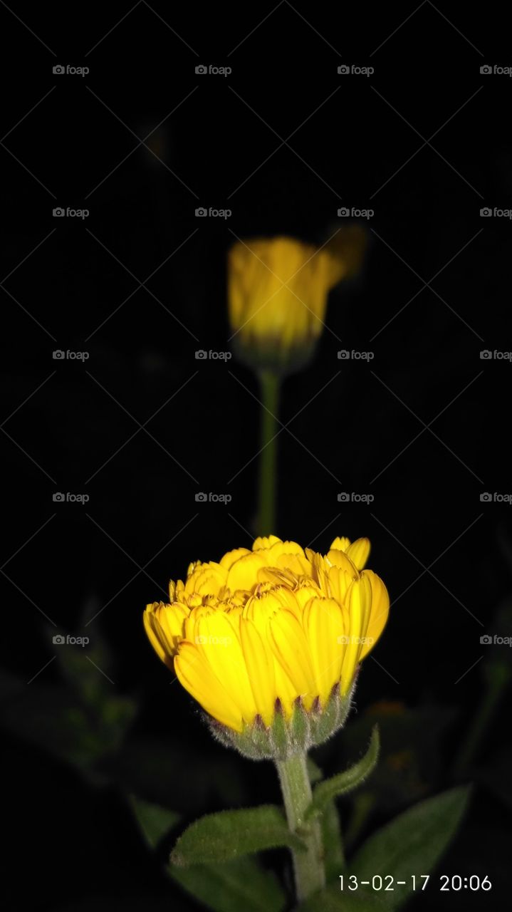 yellow flower in dark