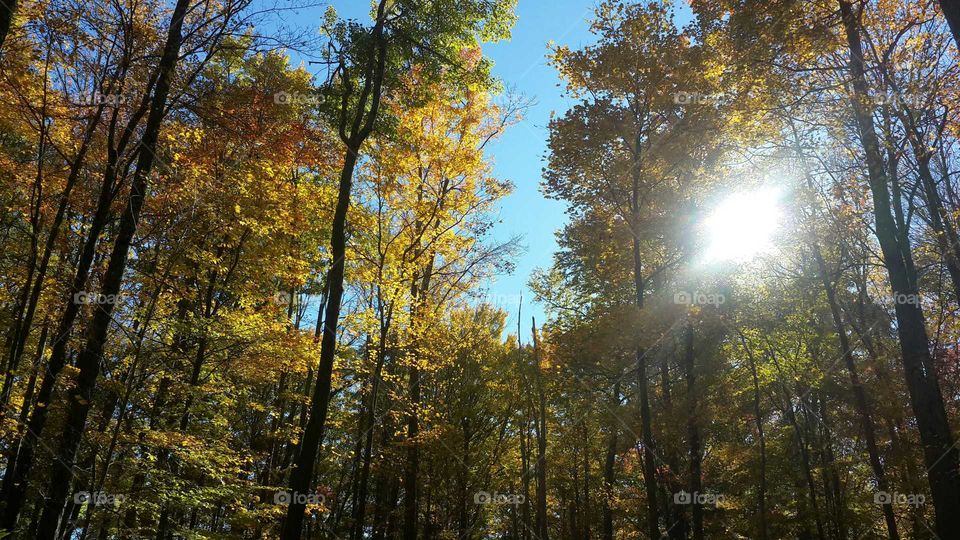 Seen the sunlight through the trees and had to take this one.