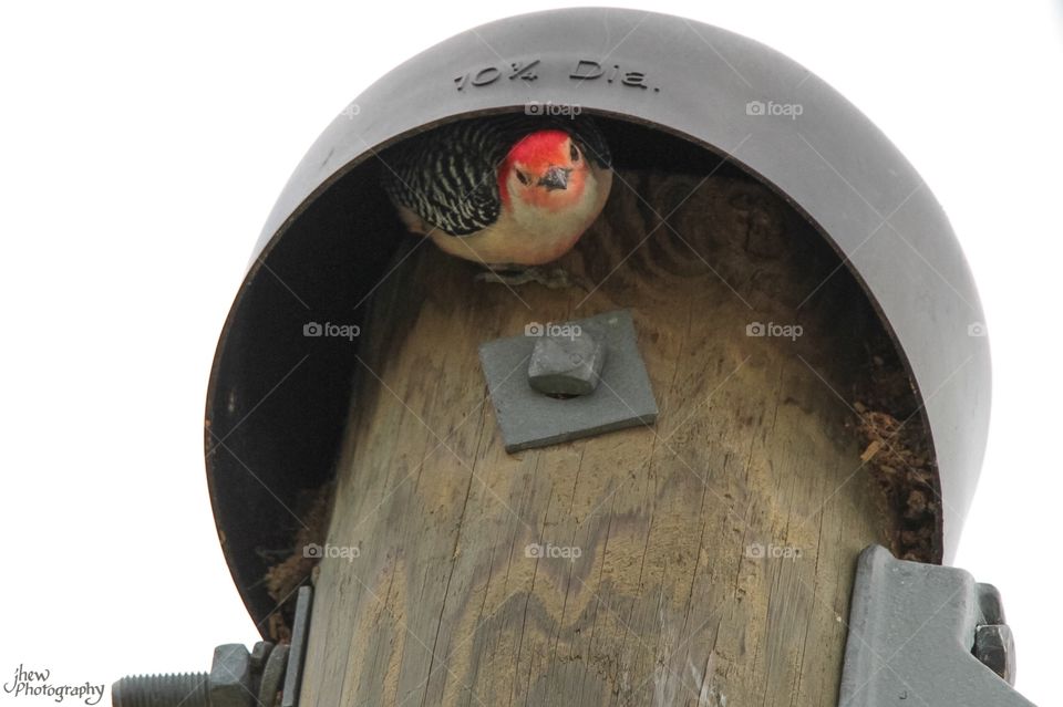 Red-bellied woodpecker