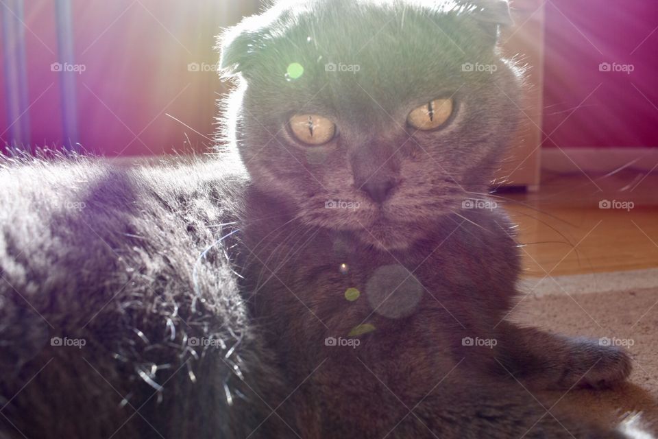 Scottish Fold in Purple Light 
