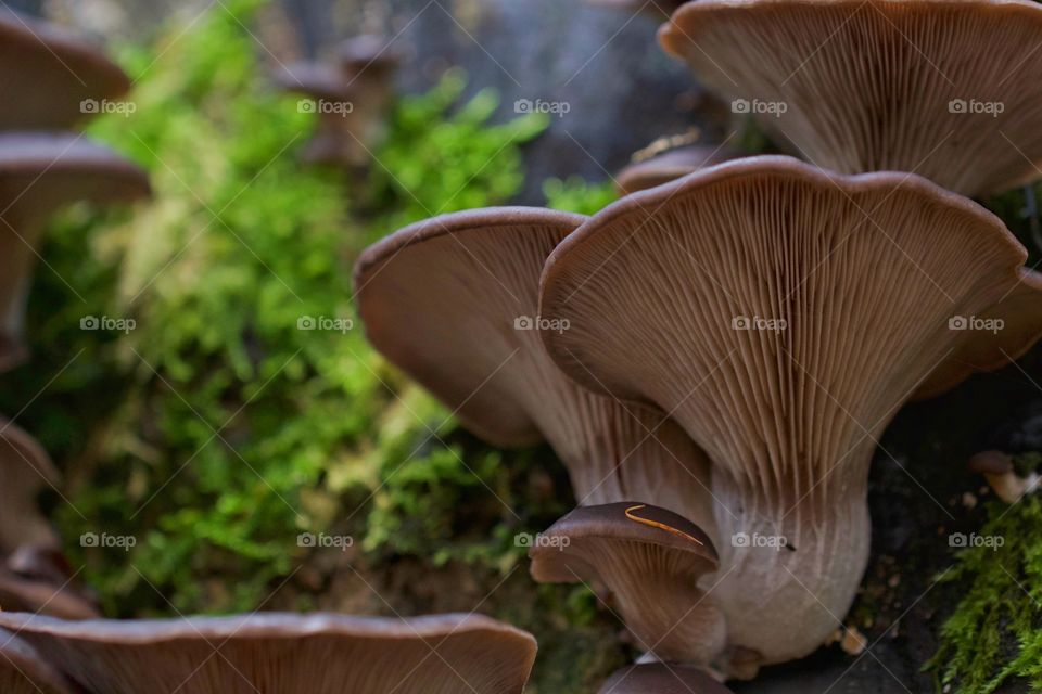 Mushrooms in forest