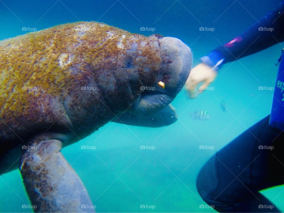 Manatee and Diver