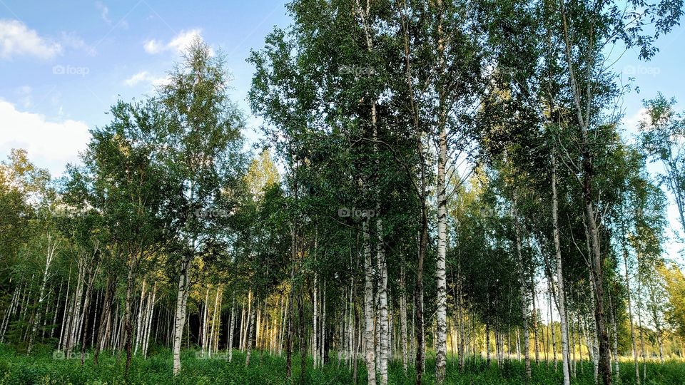 Birch Grove, St. Petersburg, Russia