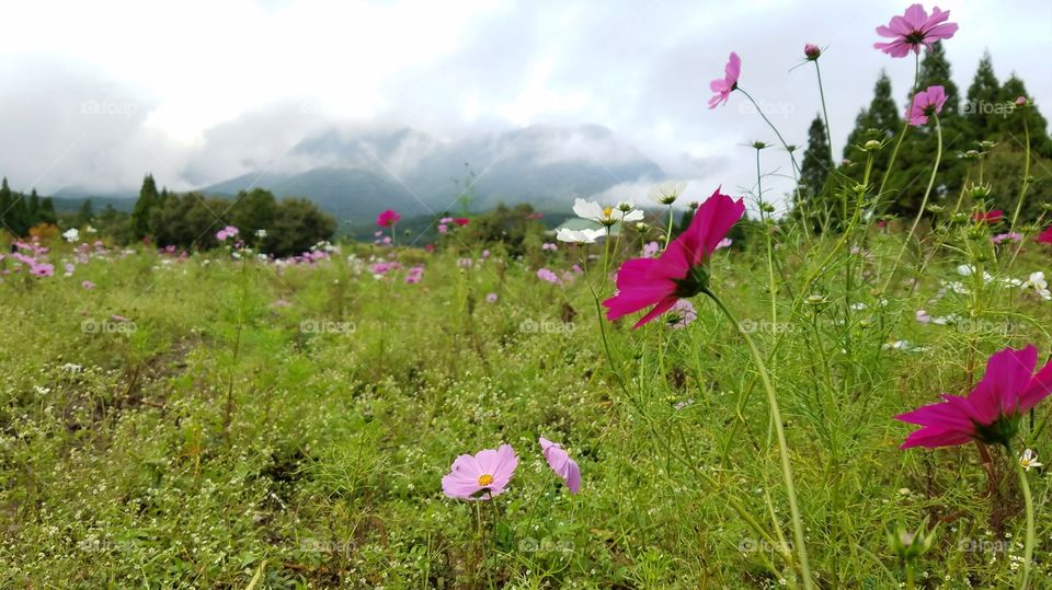 Wild flower fields