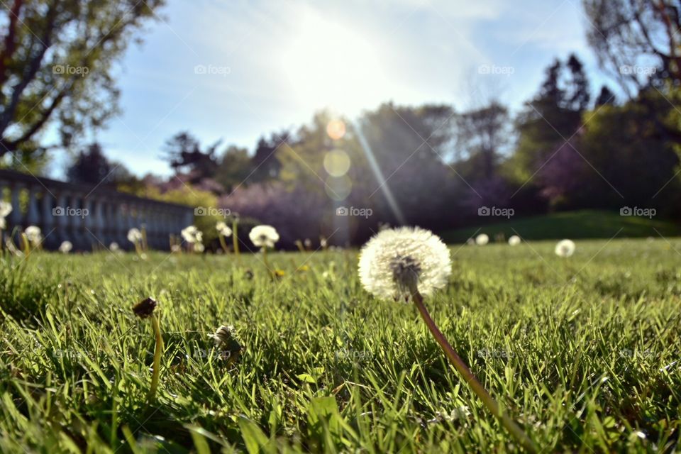 Dandelion in the Sun