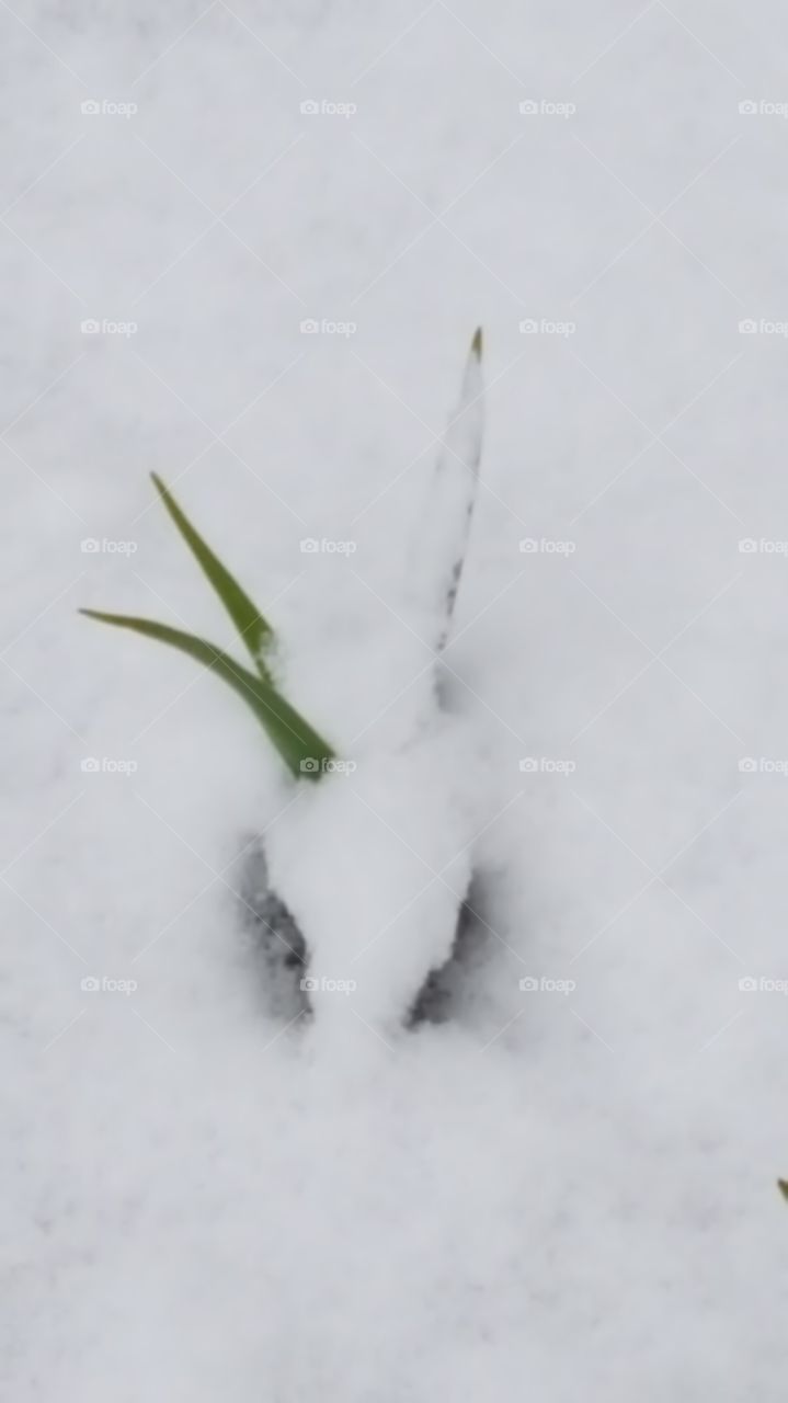 Green Flower Spring - Frühling 🌞