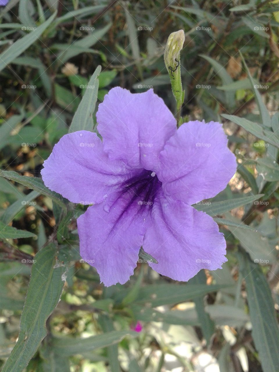 ruellias flower. purple ruellias flower in garden