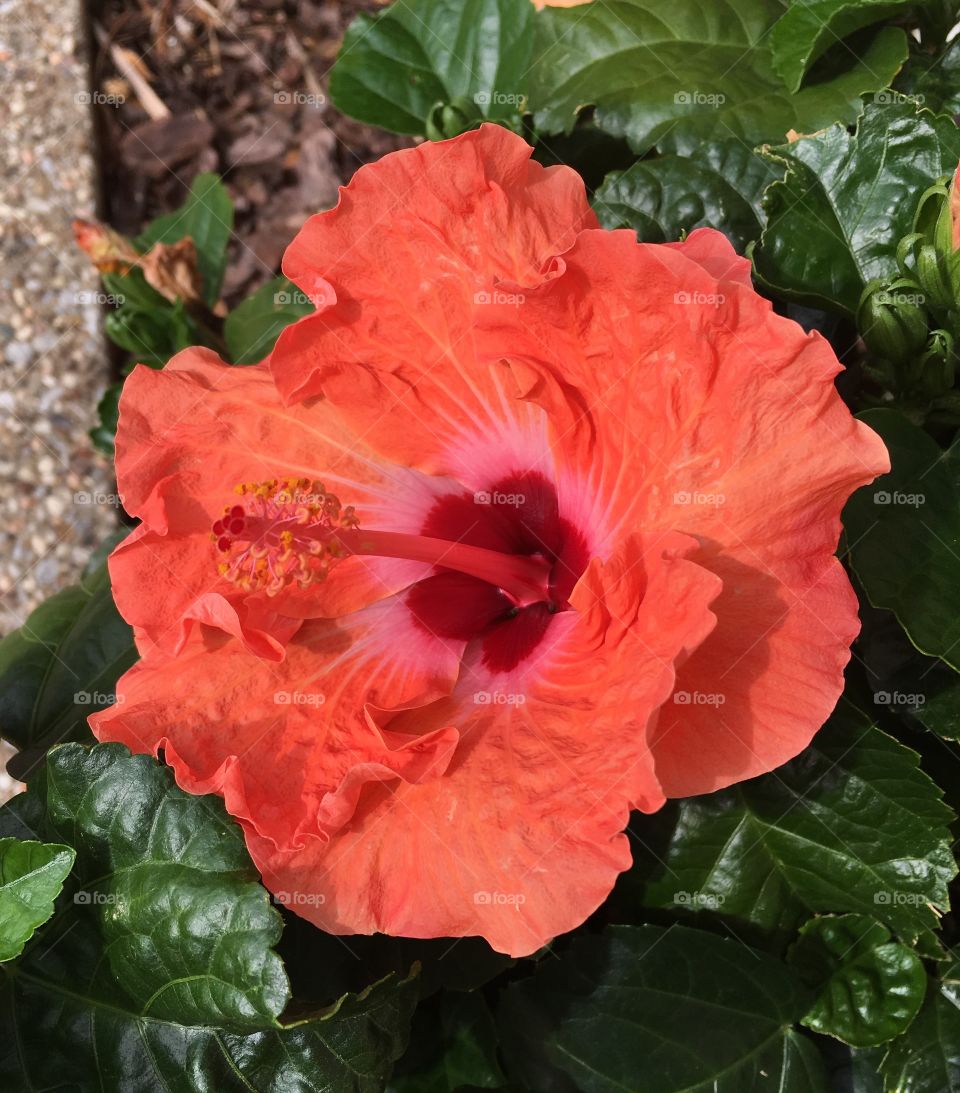 Hibiscus