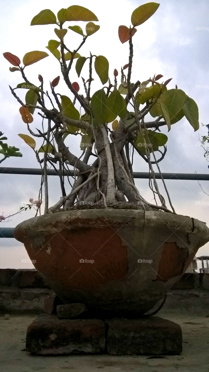 Bonsai