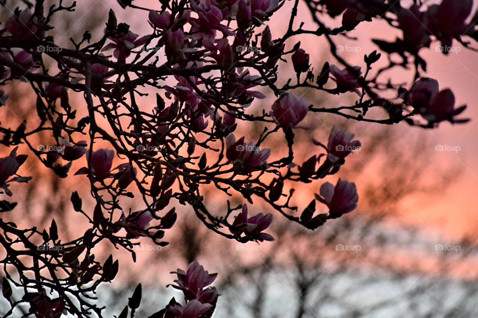 gorgeous orange sunset with cherry blossom tree