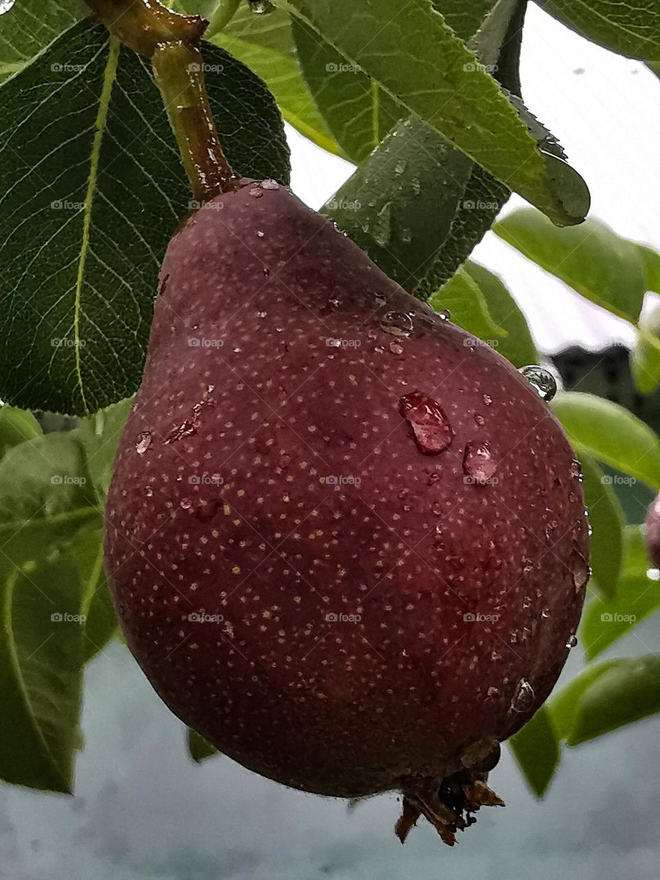 Pear fruit in rainy