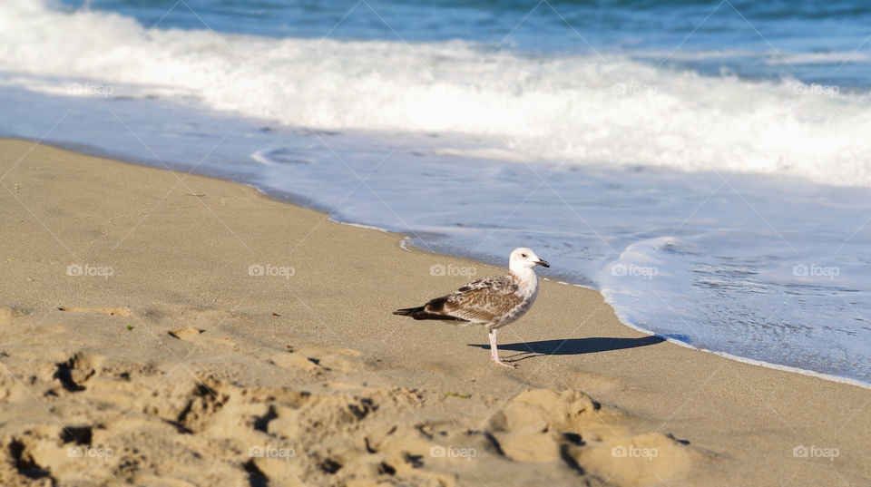 Seagull around the beach