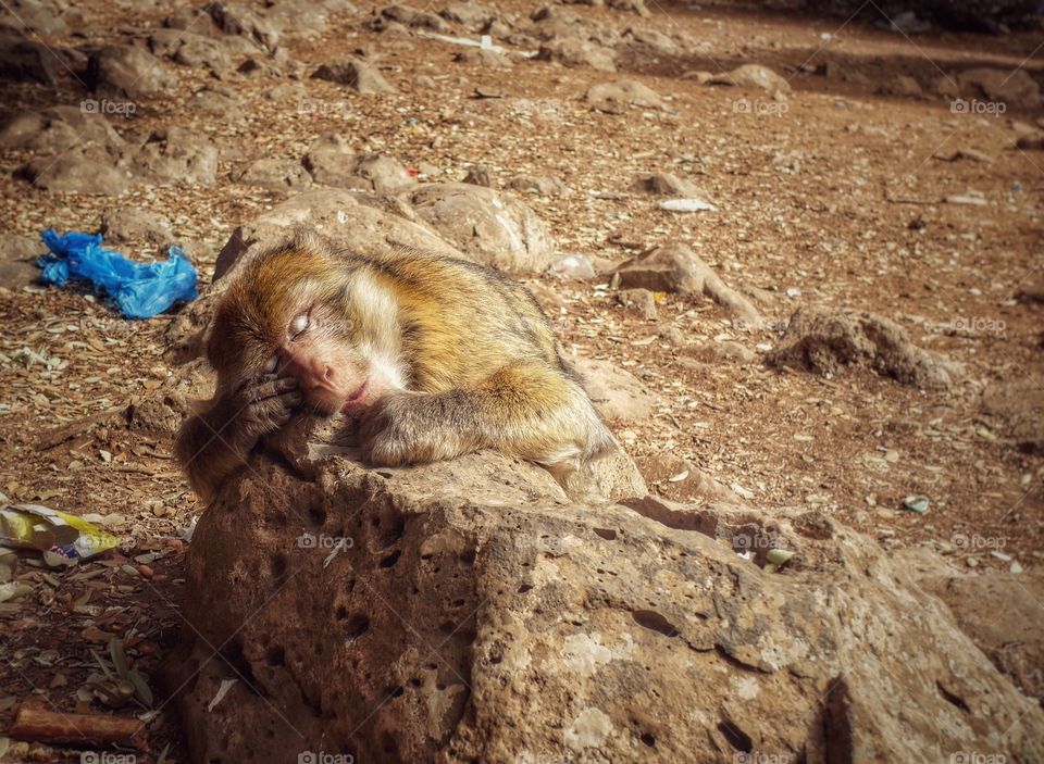 Monkey sleeping on the rock