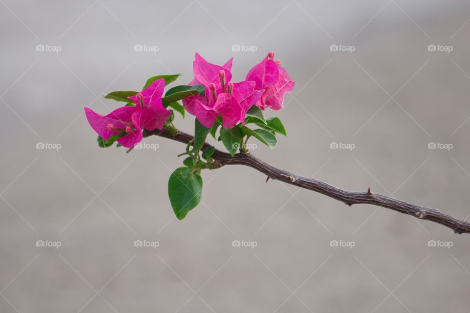 Bougainvillea