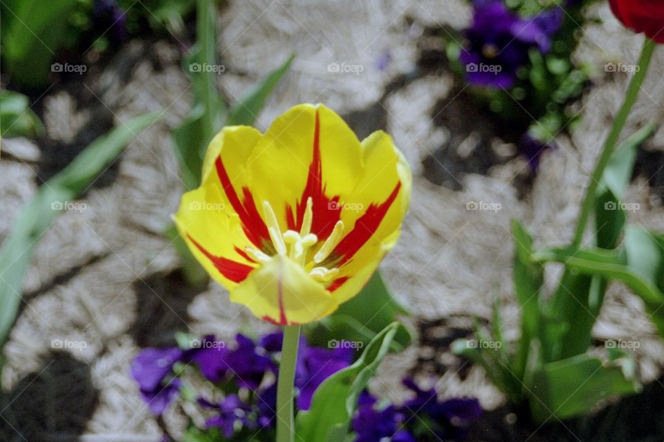 Tulip closeup yellow with red stripes