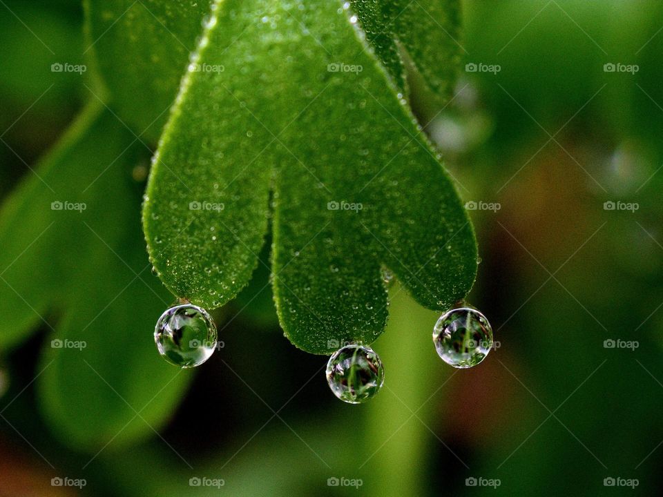 drops of dew hanging on leaf