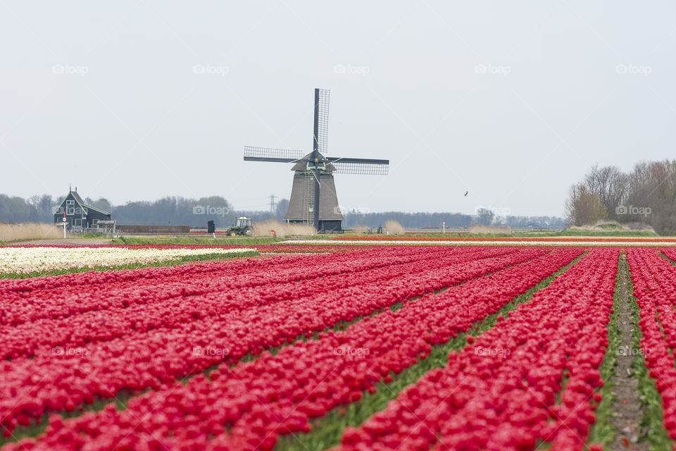 Field of red tulips in the Netherlands