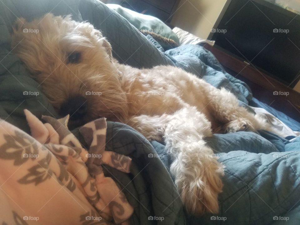 QUIGLEY WOKE UP CUTE AND WILL CONTINUE TO WAKE UP LIKE THIS. LIKE THIS. CUTE.