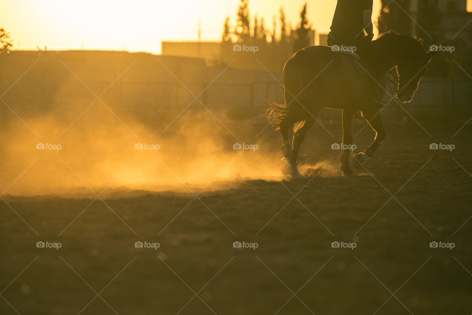 High angle view of horse