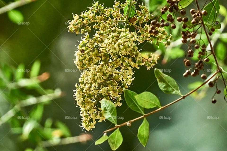 Floral photography - Henna  - Lawsonia inermis