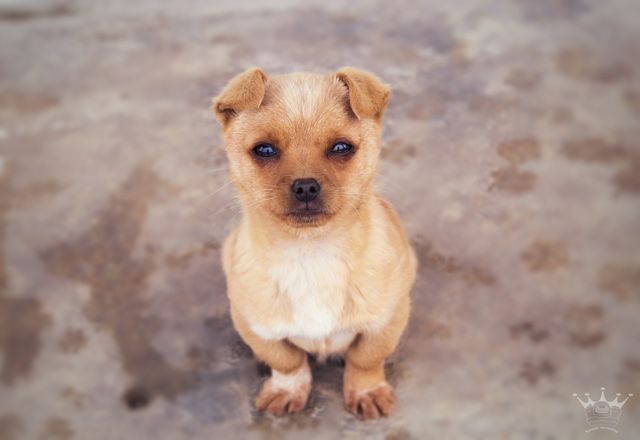 Little dog with big eyes.