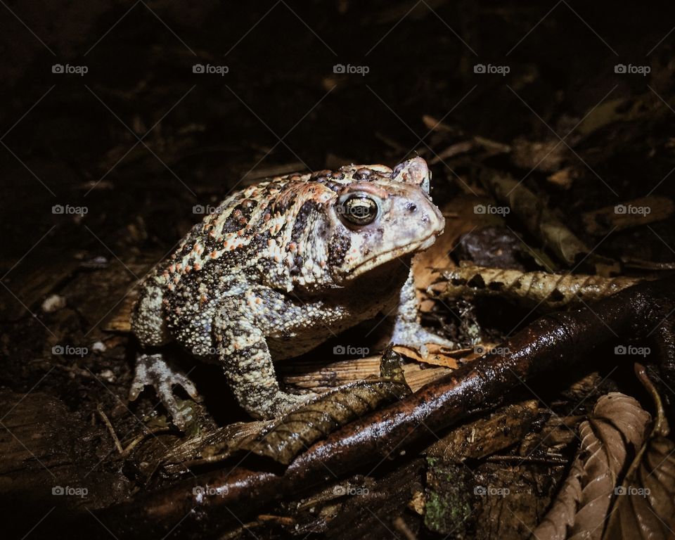 Toad at night