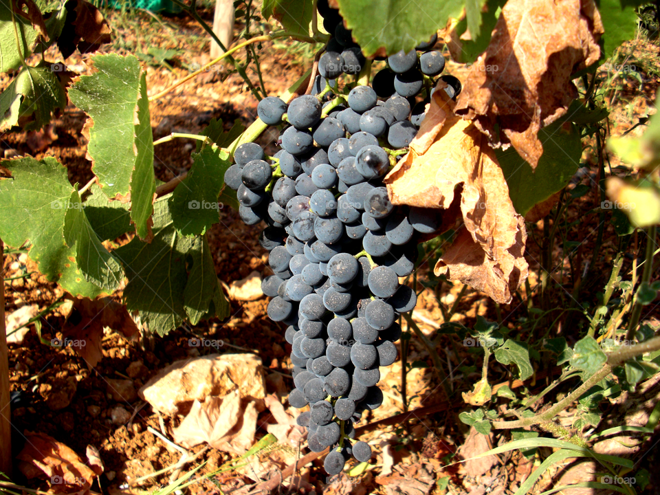 grape harvest