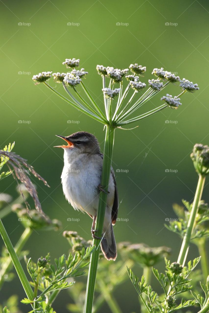 The sound of a bird in nature