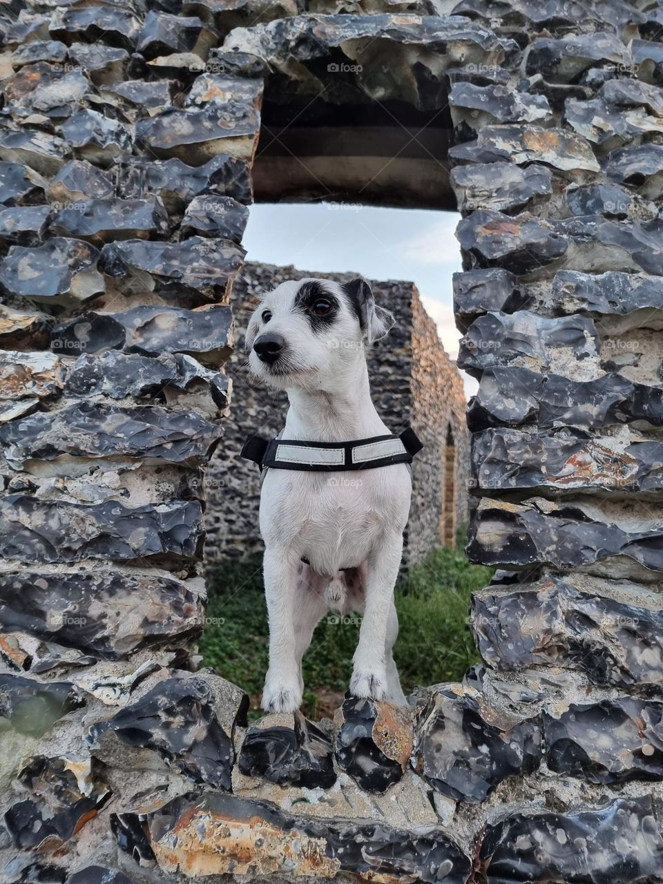 My dog is posing for a picture