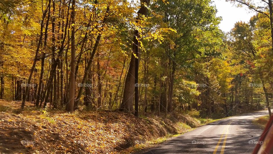 Fall, Leaf, Wood, Road, Guidance