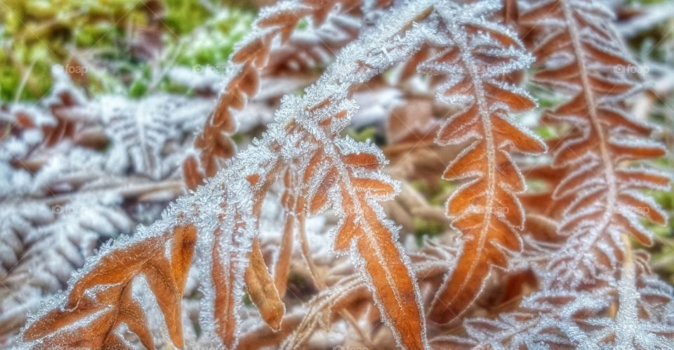 Frozen leaves
