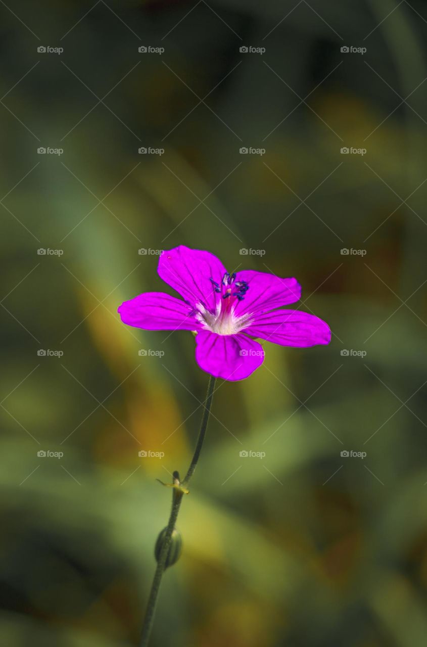 lonely but the most beautiful flower