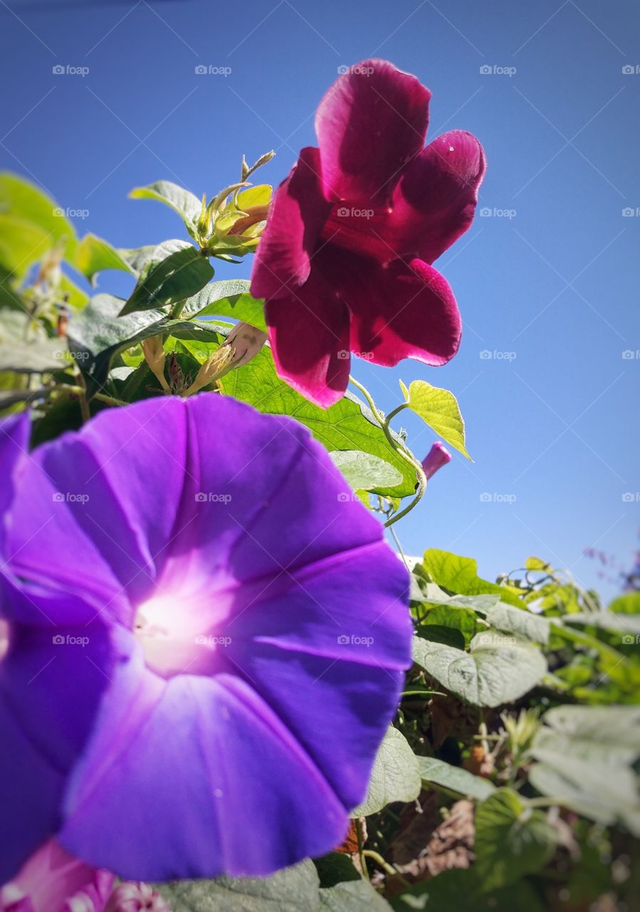 flor flores lilás vermelho