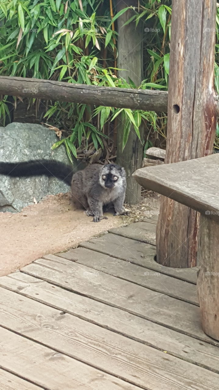 Wood, Mammal, No Person, Nature, Outdoors